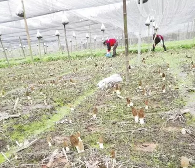 準(zhǔn)扶貧看光伏，生態(tài)農(nóng)業(yè)助力農(nóng)村大發(fā)展