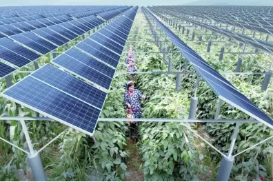 一塊土地 兩份收入！還是光伏農(nóng)業(yè)最靠譜！