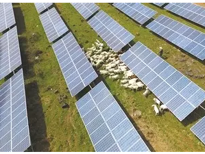 盱眙縣村民在&ldquo;畜光互補(bǔ)&rdquo;項(xiàng)目發(fā)電站內(nèi)放羊