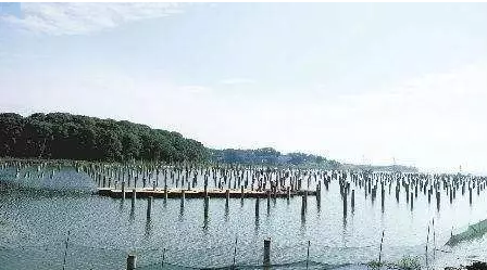 濕地建光伏有風險，某地已開展&ldquo;清河行動&rdquo;！