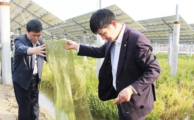 光伏板下養(yǎng)魚(yú)不新奇鹽城這家首創(chuàng)的一水兩用一光三照才高級(jí)！