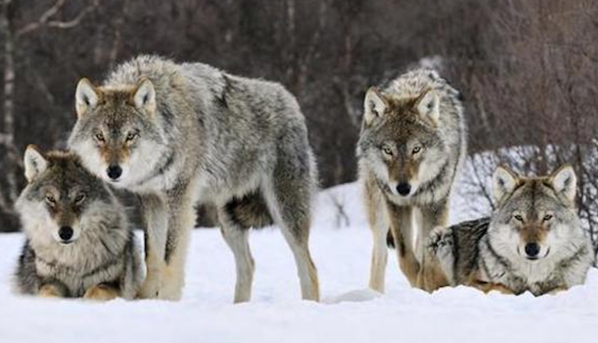 組串逆變器市場(chǎng)的西北狼到西北王，首航用十二字來詮釋