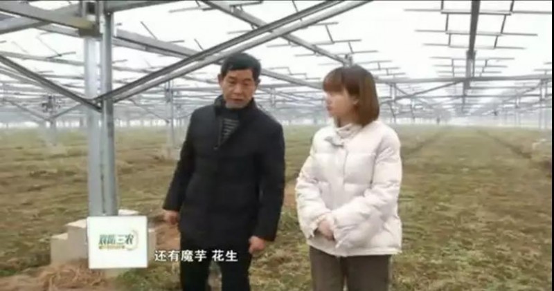 　　據(jù)央視記者報道，近日，錦浪科技助力湖北省宜城王集鎮(zhèn)觀音村，采用典型的&ldquo;農(nóng)光互補(bǔ)&rdquo;模式，實(shí)現(xiàn)了全村人共同&ldquo;生態(tài)收益&rdquo;的目標(biāo)，引起了廣大人民群眾的熱烈反響。 　　 　　走進(jìn)光伏電站區(qū)，首先映入眼簾的是一片藍(lán)汪汪的光伏海洋，一望無際，若是走近仔細(xì)一看，才發(fā)現(xiàn)這么一大片區(qū)域里不完全是光伏板，原來在光伏板下邊還有另一片&ldquo;柳暗花明&rdquo;的天地，綠油油的青菜鋪滿整塊地面實(shí)在好看極了。 　　 　　據(jù)記者報道，這便是觀音村這兩年響應(yīng)國家&ldquo;精準(zhǔn)扶貧&rdquo;和&ldquo;光伏扶貧&rdquo;政策，投資2億元建成20MWP&ldquo;農(nóng)光互補(bǔ)&rdquo;地面光伏電站。此電站光伏支架采用的是同景新能源的跟蹤支架，逆變器采用了錦浪科技公司的50kW逆變器，以它相對較小的外形，為運(yùn)輸免去了不少成本，提供了便捷安裝；4路MPPT接入，每路額定28.5A，兼容大功率組件，設(shè)計更靈活；充分的冗余設(shè)計保障逆變器長壽命可靠運(yùn)行。 　　 　　同景新能源有限公司總經(jīng)理郤維平在現(xiàn)場對記者解釋，&ldquo;我們主要的優(yōu)勢是跟蹤，我們有500臺跟蹤器可以自動跟蹤，也就是我們常說的&lsquo;光伏板跟著太陽走&rsquo;，這樣他與其它電站相比，它是固定式的，我們的發(fā)電量同比要增加20%。&rdquo;他接著說道，&ldquo;我們不破壞土地，活動支架，我們平時看到的可能都是打樁式的，而我們這個是小水泥塊，直接放在土地表面，可以自由移動。&rdquo;這種獨(dú)特安全的安裝方式得到農(nóng)民的大力支持。 　　 　　據(jù)現(xiàn)場村民說，這里的主要農(nóng)作物有黃精，桔梗，花生，魔芋等，以黃精價值尤為突出，黃精作為一種名貴藥材喜歡蔭涼，所以光伏板既全方位吸收了太陽能，又很好的為農(nóng)作物起到了遮陽的作用；它的生長周期需要兩三年，然而價值非?？捎^，給他們帶來相當(dāng)不錯的收益。 　　 　　王集鎮(zhèn)觀音村這種典型的&ldquo;農(nóng)光互補(bǔ)&rdquo;模式，正是利用較少的投資獲得更多的利益，實(shí)現(xiàn)了&ldquo;光伏脫貧&rdquo;的&ldquo;生態(tài)效益&rdquo;的目的，還讓當(dāng)?shù)剞r(nóng)民每年有了一份固定的收入。據(jù)統(tǒng)計，一畝地一年能收入5萬元，人均年收入可達(dá)2.5萬元以上。 　　 　　國家近年來推行的&ldquo;光伏扶貧&rdquo;政策越來越深入人心，讓一批又一批的農(nóng)民走上了脫貧致富的道路，我們也希望更多的農(nóng)民能夠利用這種&ldquo;農(nóng)光互補(bǔ)&rdquo;的模式，早日擺脫貧困生活，實(shí)現(xiàn)共同富裕。